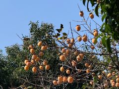 -南京市民俗博物馆(甘熙宅第)