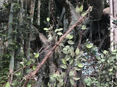 -泰山花样年华景区