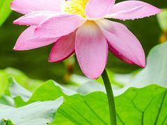 -陈家山荷花公园