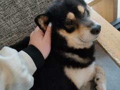 -南京Hallo宠物乐园·哈罗犬舍·柴犬繁育基地