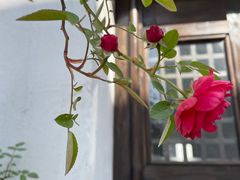 -青果巷历史文化街区