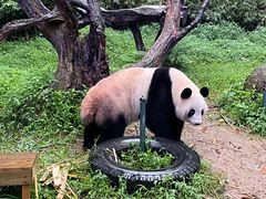 -广州长隆野生动物世界