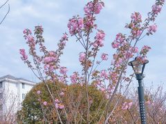 -高东镇樱花园