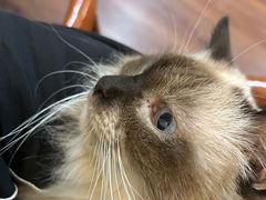 -楼上猫咖(罗湖店)