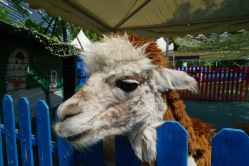 -萌宠亲子动物乐园(槐房万达店)