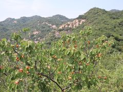 -大岭沟猕猴桃谷风景区
