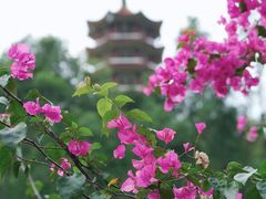 -深圳仙湖植物园