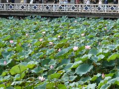 -荔湾湖公园