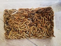 -酷以爬仙阁实体爬宠店·守宫·蜥蜴·专业繁育