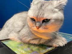 -纳吉亚猫专科动物医院(康都外科中心)