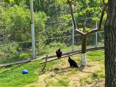 -西霞口神雕山野生动物世界