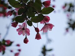 -杭州植物园