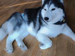 -Husky Go! 哈士奇体验馆·宠物咖啡厅狗咖