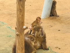 -西霞口神雕山野生动物世界