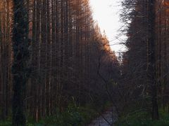 -黄海国家森林公园