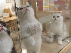 -藏猫猫咖啡主题馆(中央大道店)