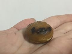 -秋栗香(地安门店)