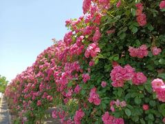 -广富林郊野公园