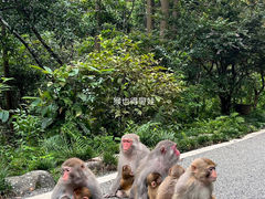 -姑婆山旅游区