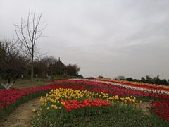 -秀丽东方