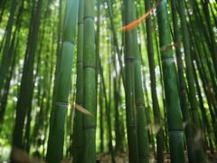 -陈家山荷花公园