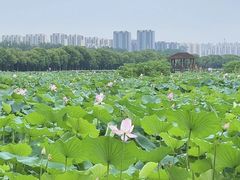 -荷塘月色湿地公园·向阳花洲