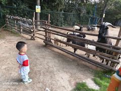 -大塘金香草谷