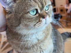 -有喵·猫咖·狗咖·30几只猫10只小狗(岗厦店)