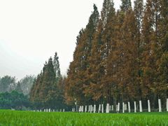 -合肥滨湖国家森林公园