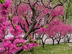 -莲花池公园
