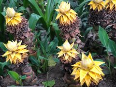-中国科学院华南植物园