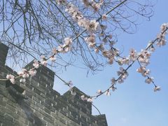 -桃花堤公园