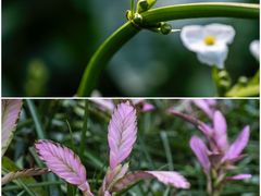 -南山植物园
