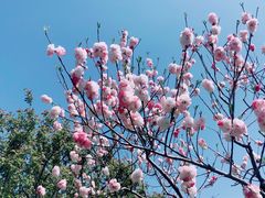 -上海共青森林公园