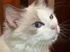-楼上猫咖(罗湖店)