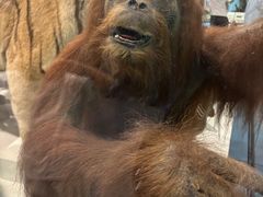 -浙江自然博物院(杭州馆)