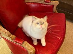 -猫大福·Fortune Cat猫舍(百子湾店)