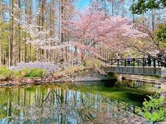 -上海共青森林公园