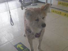-美联众合动物医院·24h转诊中心