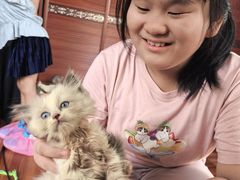 -楼上猫咖(罗湖店)