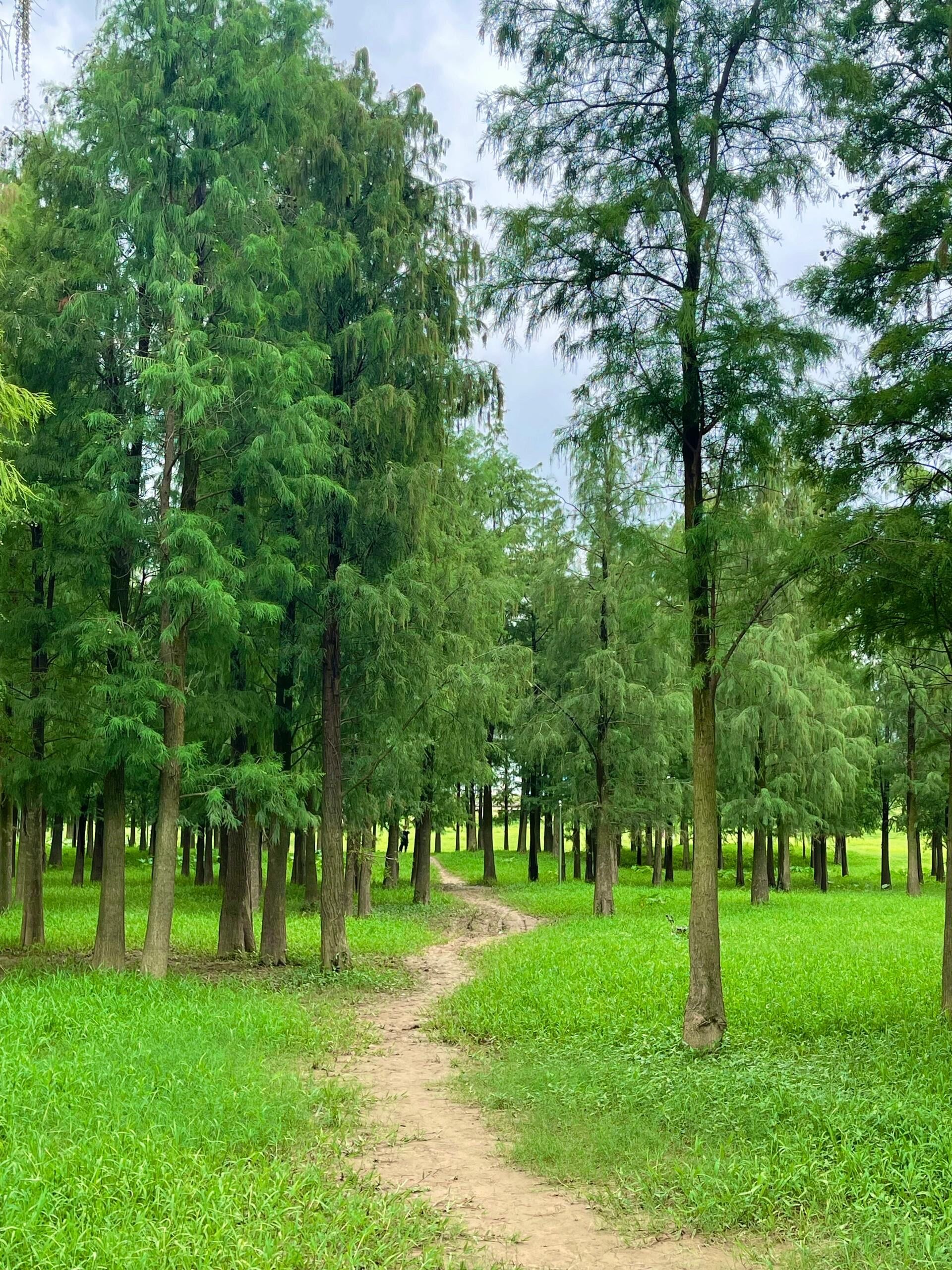 n一大片绿荫荫的草地,一个波光粼粼的小湖泊,配着远处森林般的杉树