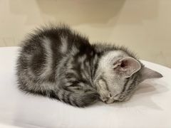 -萌兽医馆·犬猫专科·眼科中心·宠物医院(朝阳门分院)