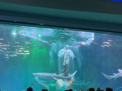 -海合安成都极地海洋公园