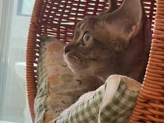 -momokira米努特·德文卷毛猫·棉花面纱犬