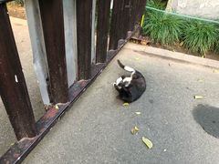 -西湖外事游船(花港观鱼码头)