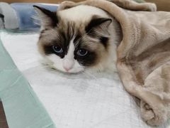 -爱侣宠医·鹦鹉专科·小型哺乳类·异宠专科(灵石路店)