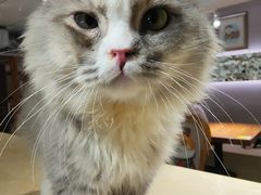 -more than meow吴止猫主题餐厅(承德 中船汇店)