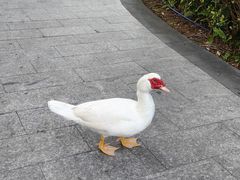 -三亚亚龙湾雅高美爵酒店