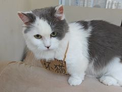 -怪兽屋·羊驼·猫咖·狗咖(俊华广场店)