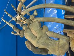 -上海海洋大学鱼文化博物馆(军工路校区)